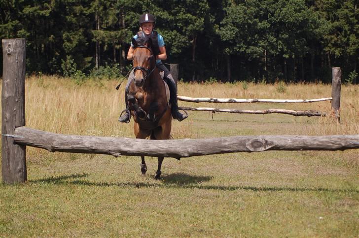 New Forest Bastian ¤solgt&savnet¤ - Bastian og jeg springer i terrænet <3 (: billede 5