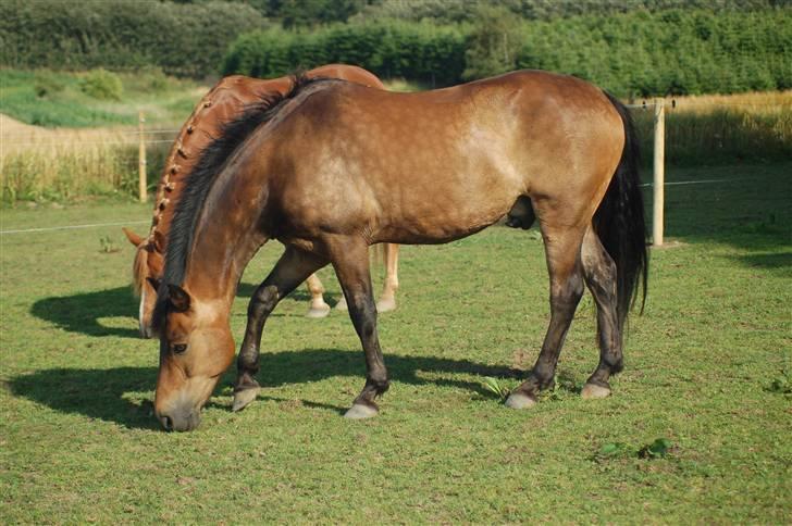 New Forest Bastian ¤solgt&savnet¤ billede 6