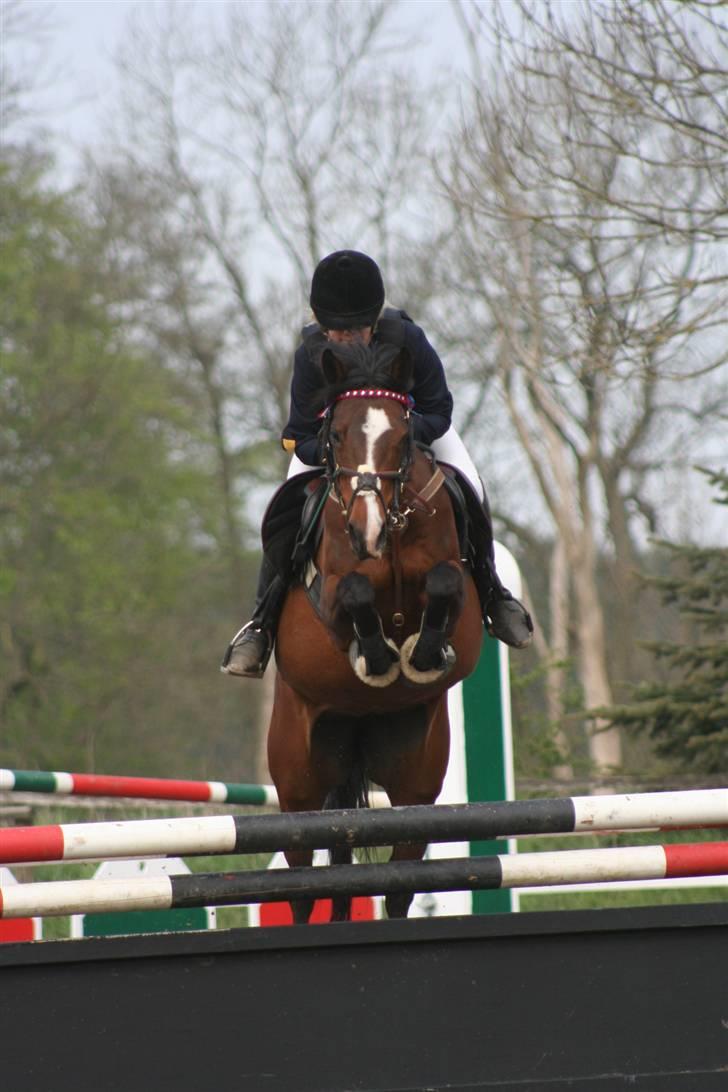 Arabisk fuldblod (OX) Riel'l billede 5