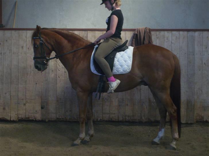 Irsk Sportspony Irish Duke :'(SOLGT :'( billede 10