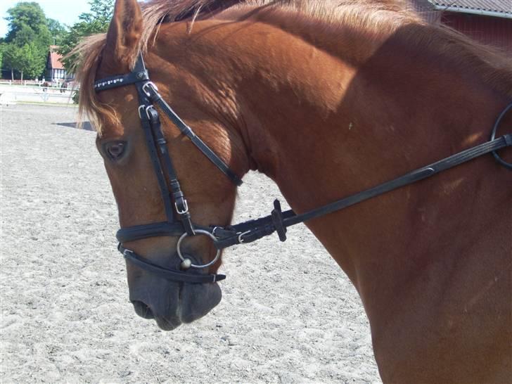 Irsk Sportspony Irish Duke :'(SOLGT :'( billede 11