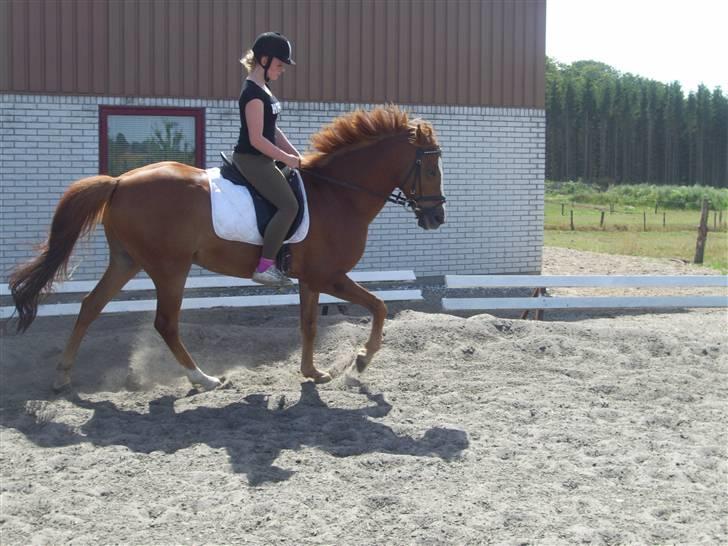 Irsk Sportspony Irish Duke :'(SOLGT :'( billede 12