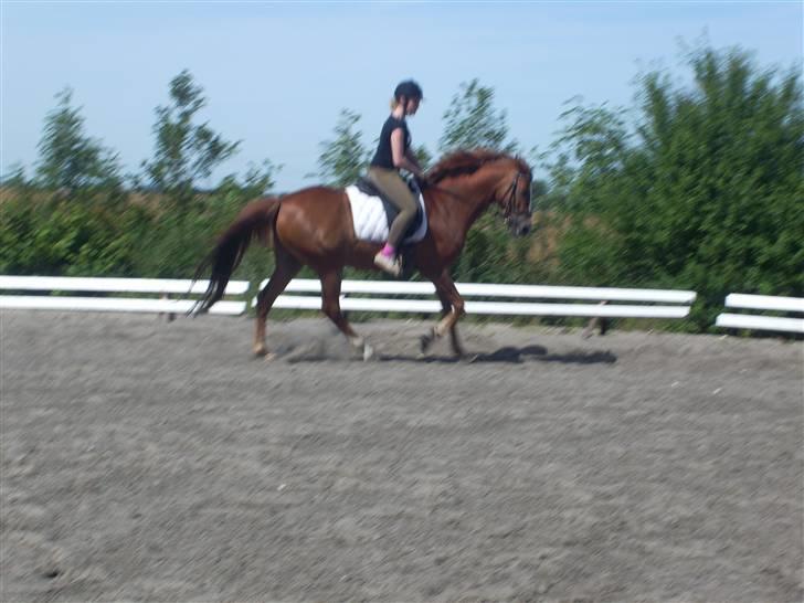 Irsk Sportspony Irish Duke :'(SOLGT :'( billede 13