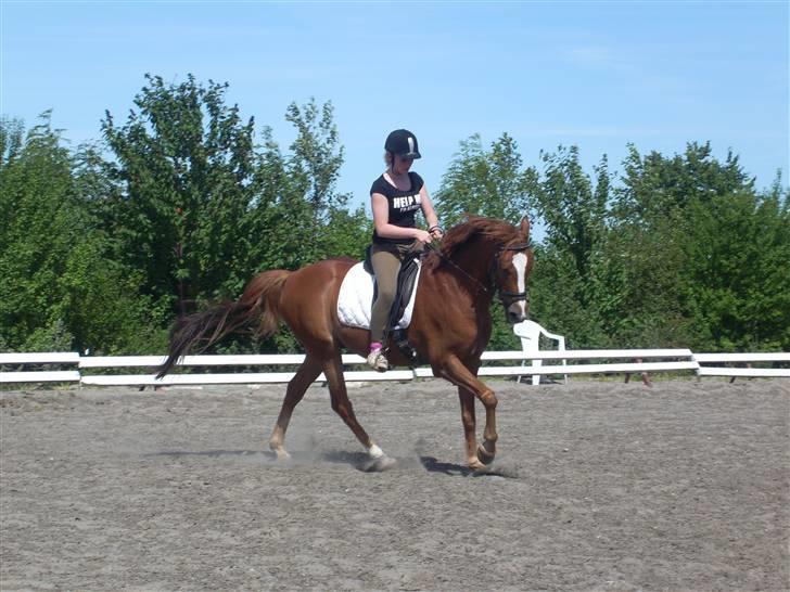 Irsk Sportspony Irish Duke :'(SOLGT :'( billede 14