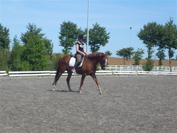 Irsk Sportspony Irish Duke :'(SOLGT :'( billede 15