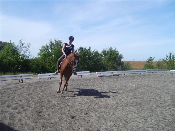 Irsk Sportspony Irish Duke :'(SOLGT :'( billede 16