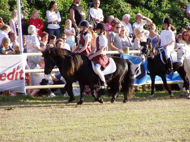 Shetlænder Morillo af Nørvang - Roskilde kvadriljen 2008 billede 8