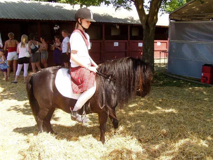 Shetlænder Morillo af Nørvang - Roskilde Dyreskue billede 9