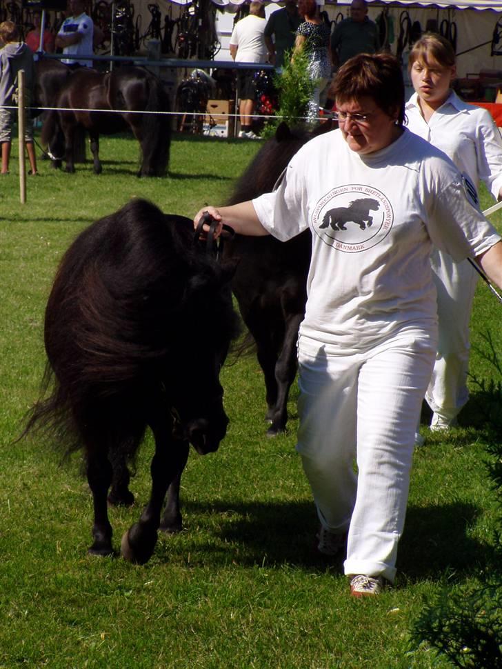 Shetlænder Morillo af Nørvang - Internationalt skue i Tyskland billede 10
