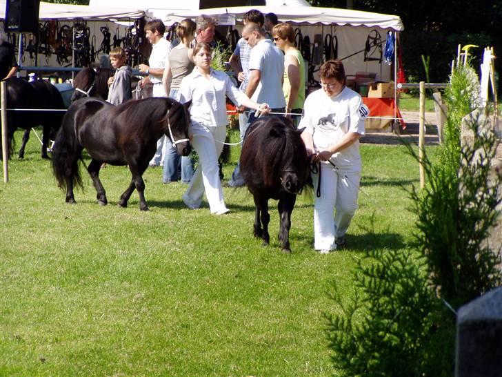 Shetlænder Morillo af Nørvang - Internationalt skue i Tyskland billede 11