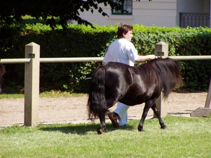 Shetlænder Morillo af Nørvang - Internationalt skue i Tyskland billede 12