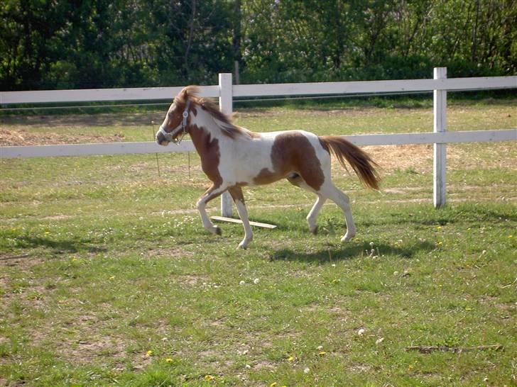 Pinto Quattro´s Brilliant*SOLGT - sommer 2007 billede 8