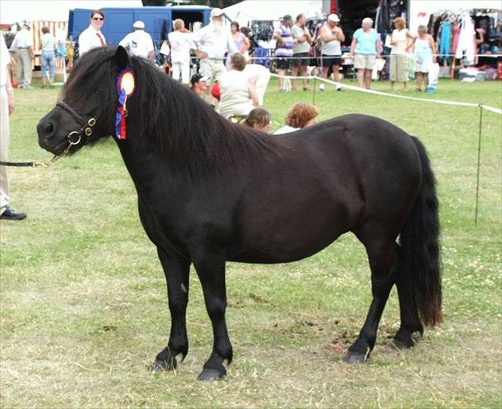 Shetlænder Søndergårds Malou billede 1