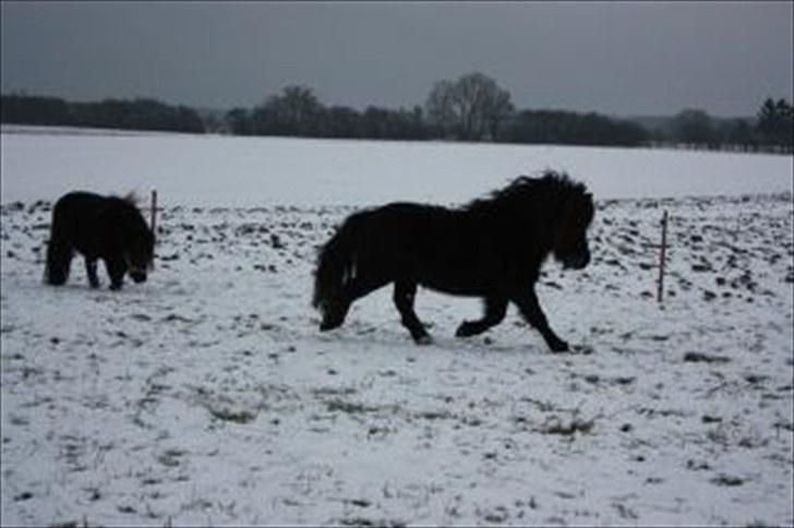 Shetlænder Søndergårds Malou - sommergræs billede 2