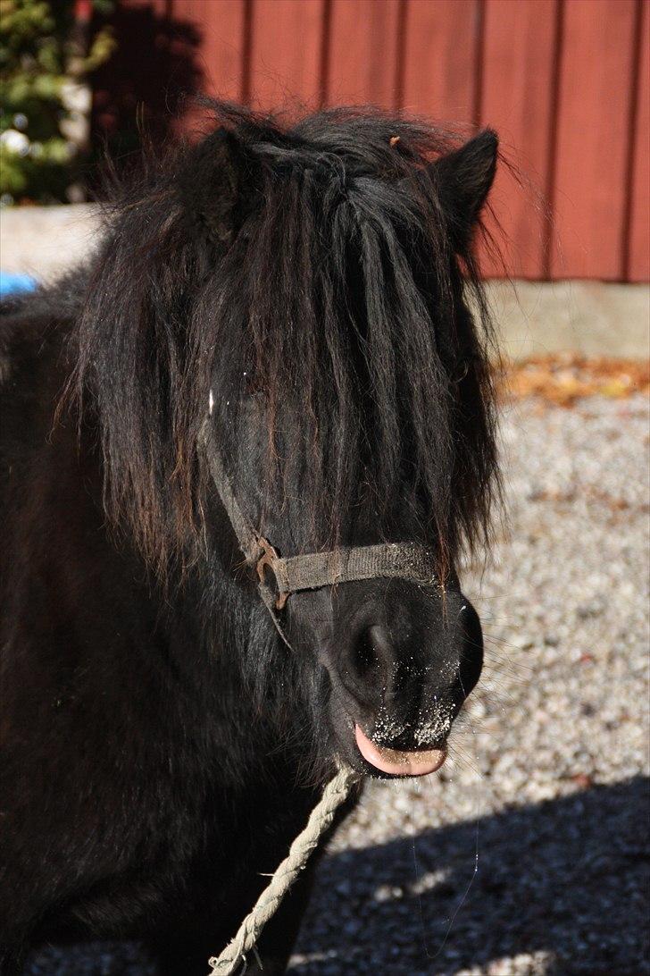 Shetlænder Søndergårds Malou - Sommergræs billede 3