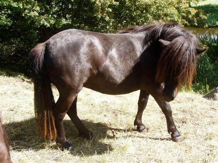 Shetlænder Søndergårds Malou billede 4