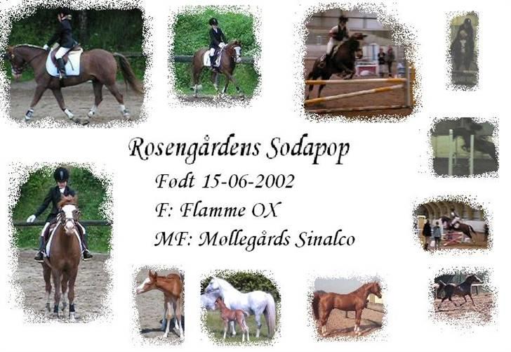 Welsh Pony (sec B) Rosengårdens Sodapop billede 15