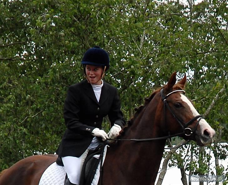 Hollandsk Varmblod pessoa - Stolt hest, men ikke rytter billede 10