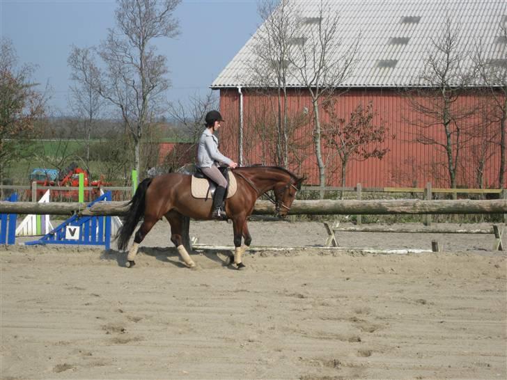 Anden særlig race cassie    SOLGT /'; - NYE BILLEDER.  d. 12-04-09 billede 8