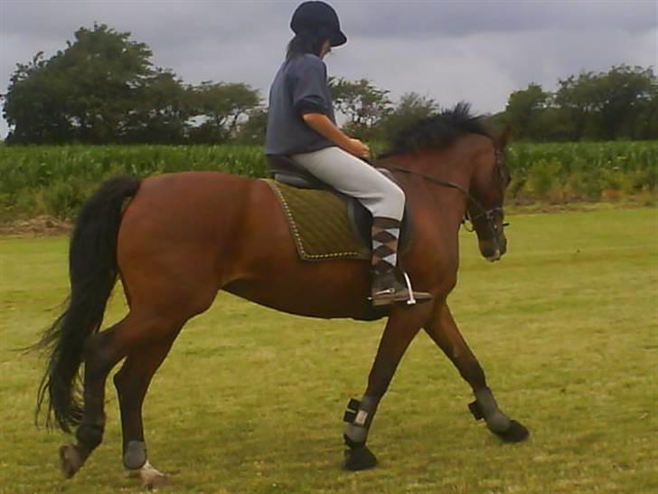 Anden særlig race cassie    SOLGT /'; - ribe camping, uge 28, 29 og 30 :)  billede 11