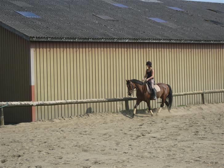 Anden særlig race cassie    SOLGT /'; - NYE BILLEDER.  d. 12-04-09 billede 14