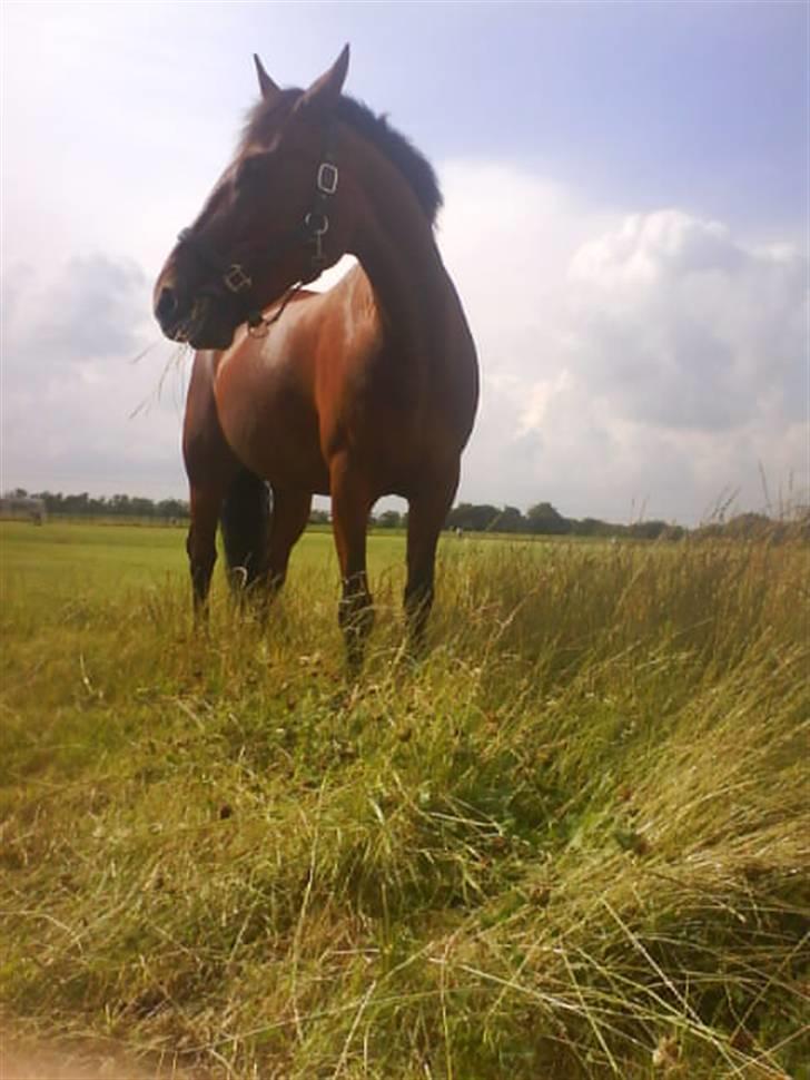 Anden særlig race cassie    SOLGT /'; - ribe camping, uge 28, 29 og 30 :)  billede 15