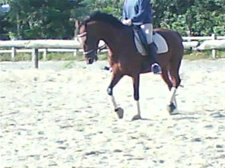 Anden særlig race cassie    SOLGT /'; billede 19