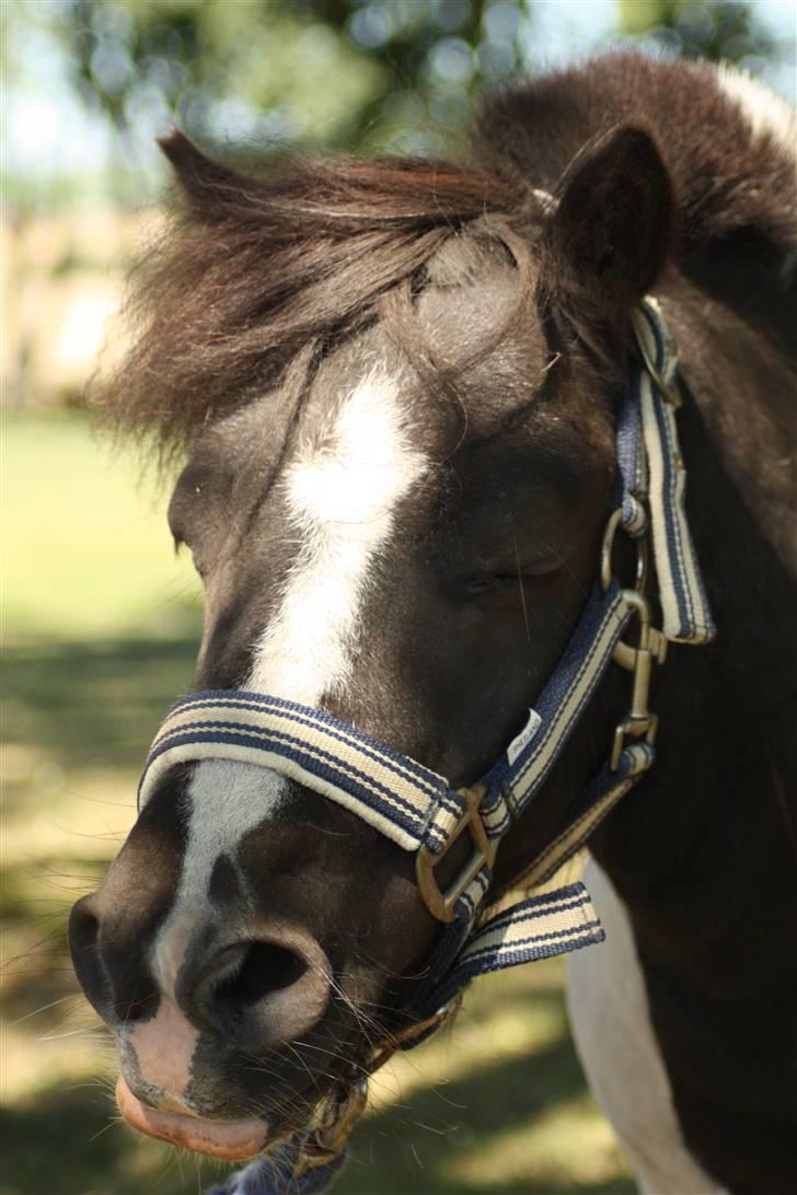 Shetlænder Fister billede 9