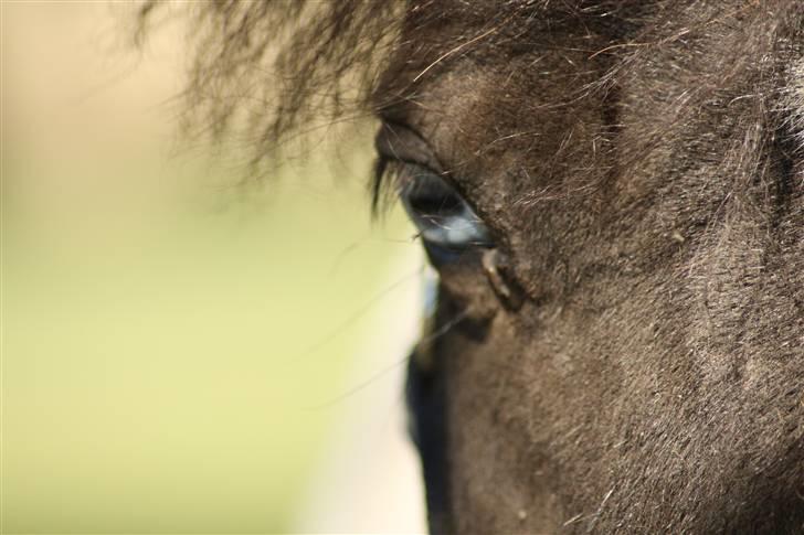 Shetlænder Fister billede 10