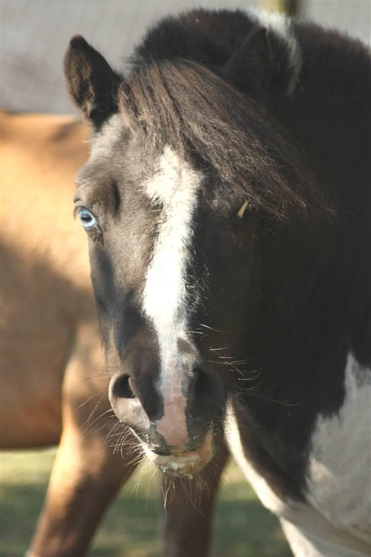 Shetlænder Fister billede 11