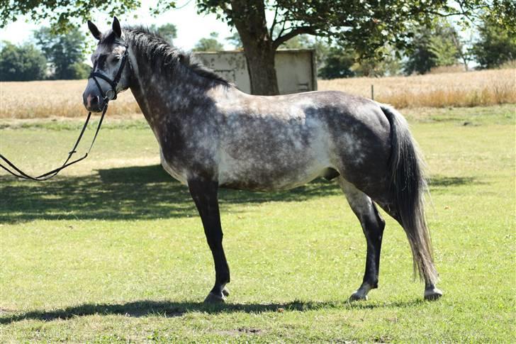 Dansk Varmblod  Skovly´s Herbert billede 19