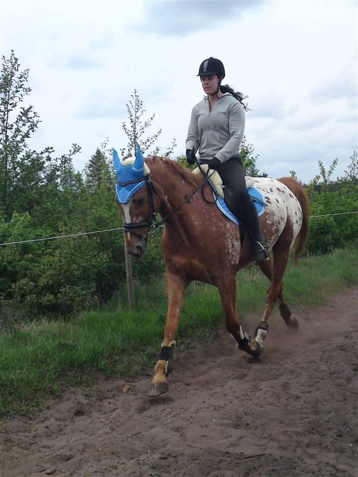 Appaloosa Pablo " solgt :(" billede 17