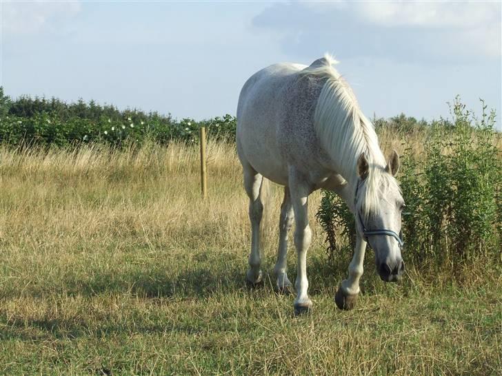 Anden særlig race Leight Garbo - Min elskede pony;) billede 1