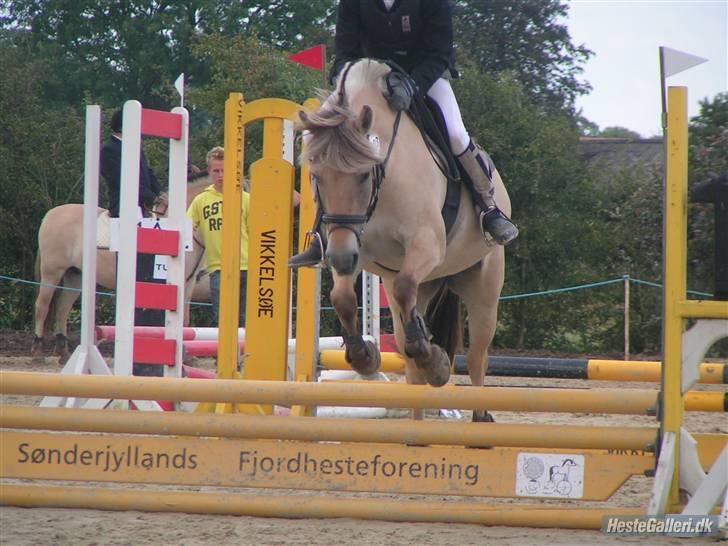 Fjordhest Bianka Kongehøj  - hey=) billede 1