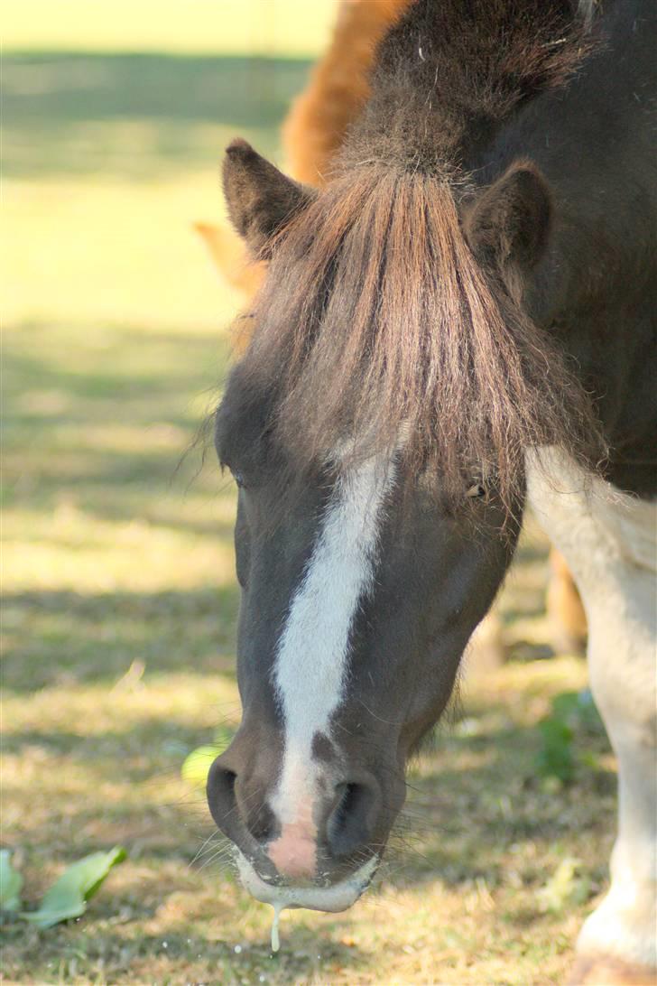 Shetlænder Fister billede 12