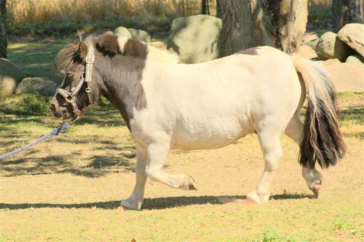 Shetlænder Fister billede 14