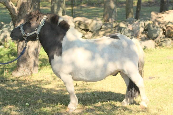 Shetlænder Fister billede 15