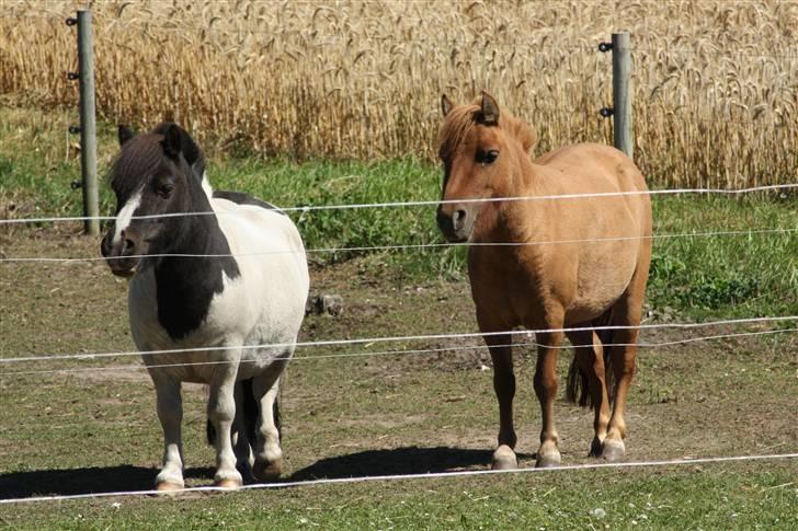 Shetlænder Fister billede 16