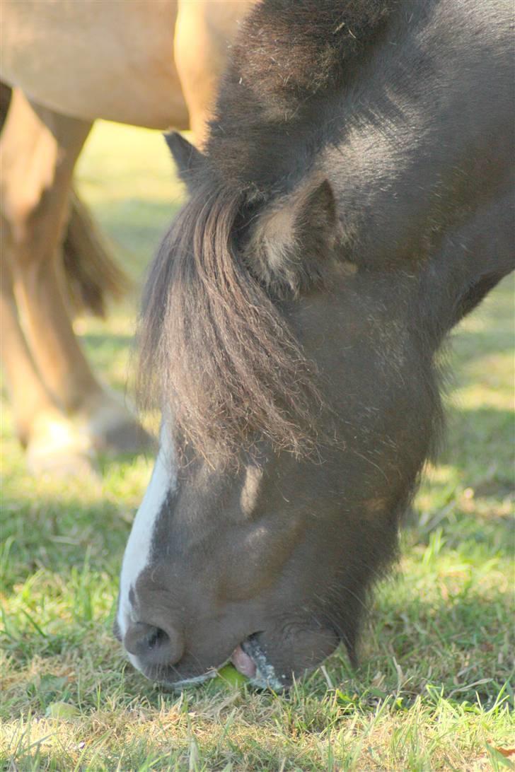 Shetlænder Fister billede 17