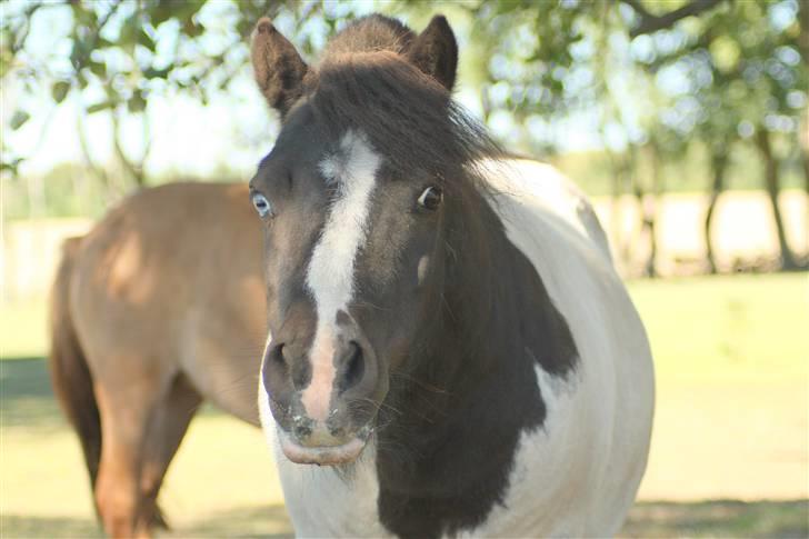 Shetlænder Fister billede 18