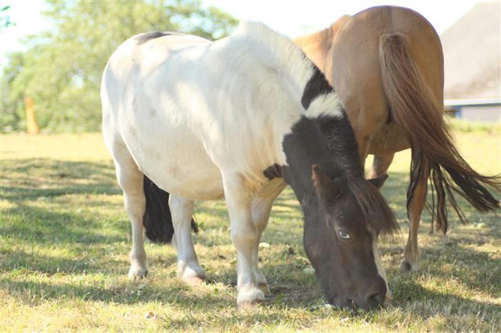 Shetlænder Fister billede 19