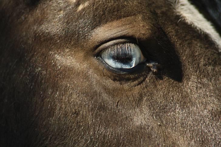 Shetlænder Fister billede 20