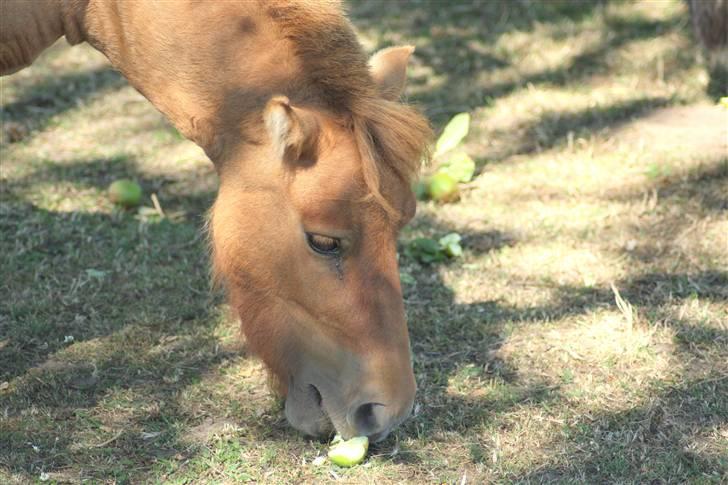 Shetlænder Freja billede 10