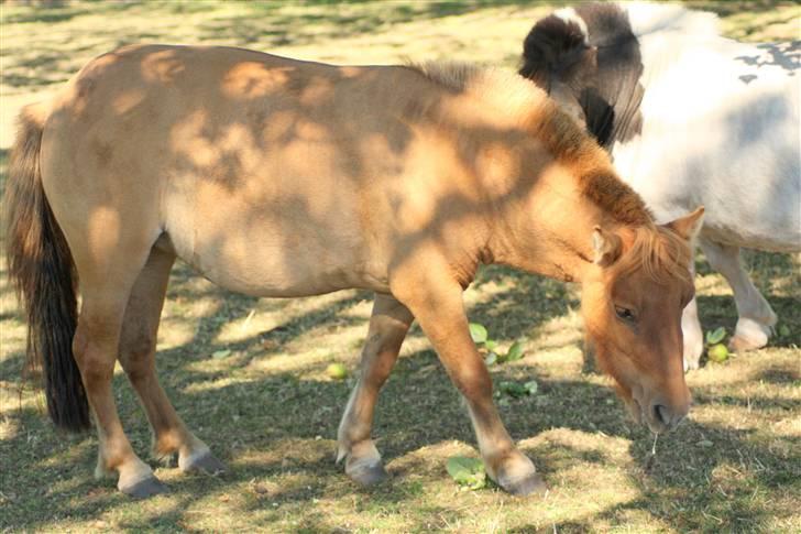Shetlænder Freja billede 11
