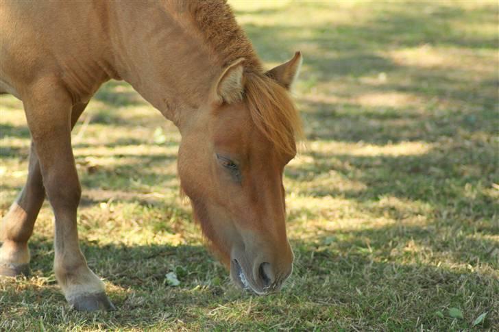 Shetlænder Freja billede 12