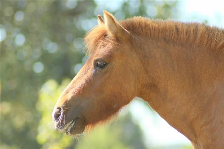 Shetlænder Freja billede 13