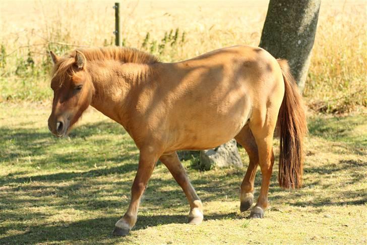 Shetlænder Freja billede 14