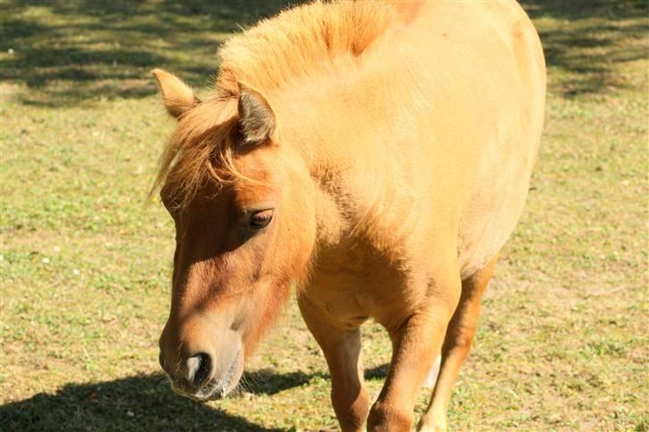 Shetlænder Freja billede 15