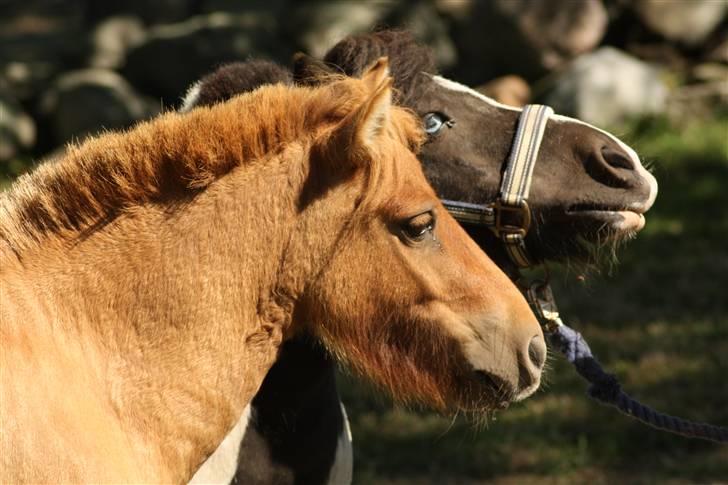Shetlænder Freja billede 16