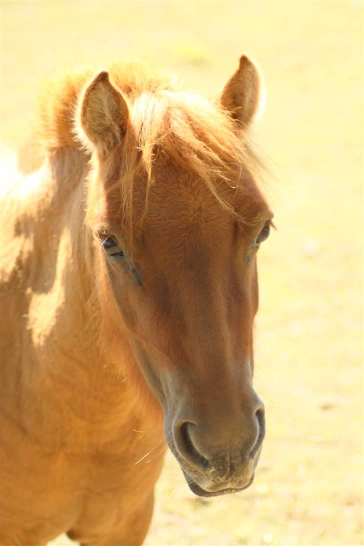 Shetlænder Freja billede 17